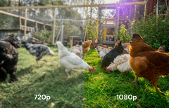 The Smart Coop Smart CoopCam